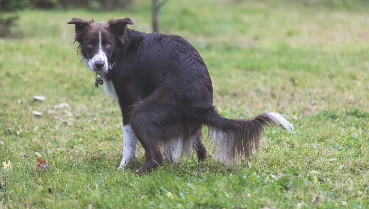 Domestic dog pooping on lawn.