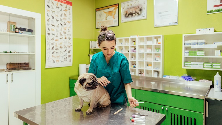 Young nurse taking car of the dog in a hospital