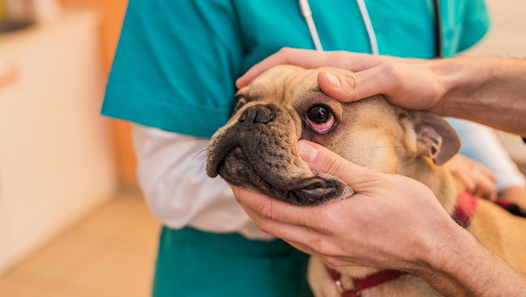 Veterinarian checking young French Bulldogs eye health.