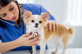 A vet is examining a chihuahua by listening to the dogs heartbeat.