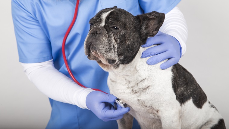 veterinarian man examining a cute small dog by using stethoscope, isolated on white background.