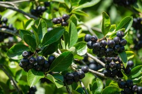 Black Chokeberry (Aronia melanocarpa) with dark purple black fruit. Close-up of Black Chokeberry berries with fresh leaves on blurred green background. Nature background concept. Place for your text