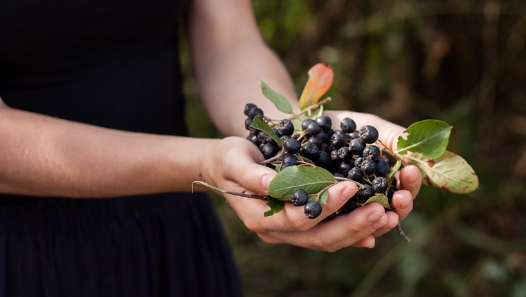 Woman hands holds chokeberry in garden. close-up view. aronia berry. Summer or autumn postcard.