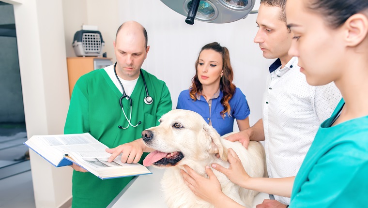 Vets examining Golden Retriever