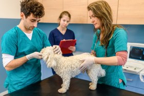 Veterinarian team doctors examining dog in the clinic.