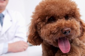 Dog in veterinarian's office