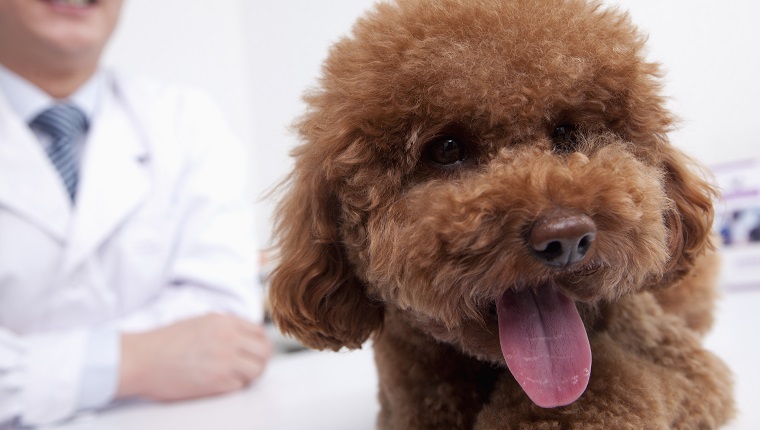 Dog in veterinarian's office