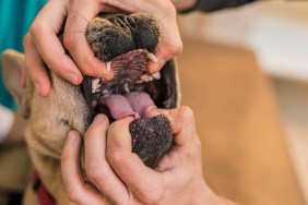 Veterinarian checking young French Bulldogs teeth. Close-up.