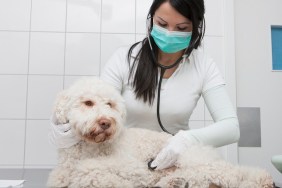 Young veterinarian examining dog with stethoscope in clinic