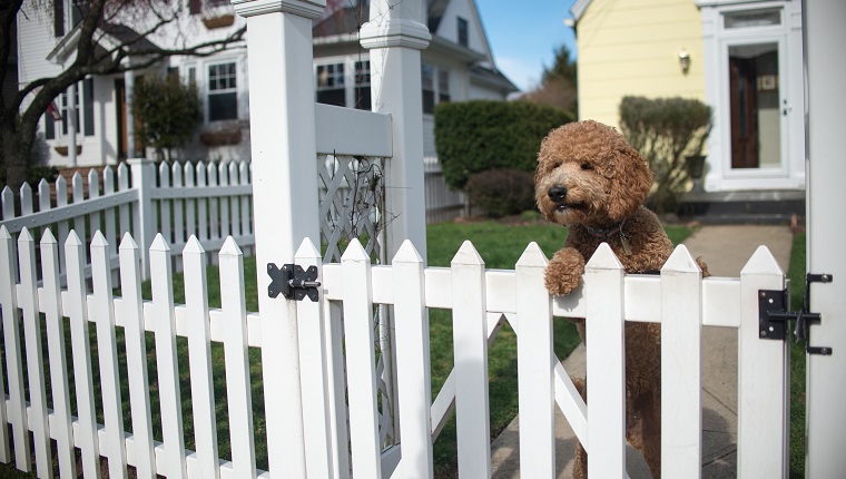 Dog looking out from garden fence on hind legs