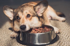 Upset Pembroke Welsh Corgi lying on bowl full of dog food