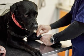 Close-up of female dog owner comforting her stoical dog while male veterinarian conducts check-up.