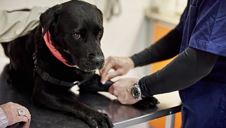 Close-up of female dog owner comforting her stoical dog while male veterinarian conducts check-up.