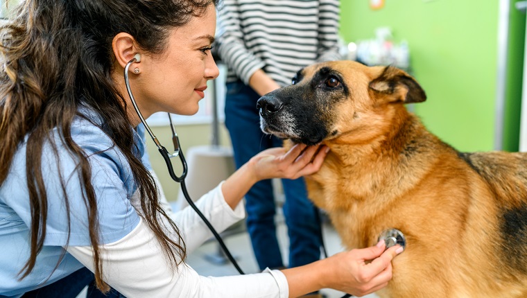 Female veterinarian checking up the dog at the veterinarian clinic. Vet with dog and owner.