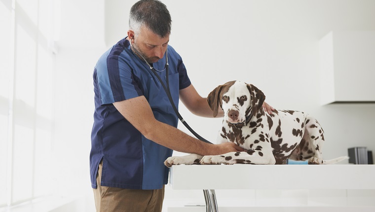 Caucasian veterinarian listening to chest of dog