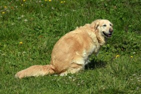 Happy purebred golden retriever pooping while looking at camera in Val Gardena, South Tyrol, Italy, a UNESCO heritage site