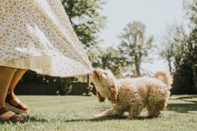 Cockapoo puppy biting woman's skirt new dog challenges