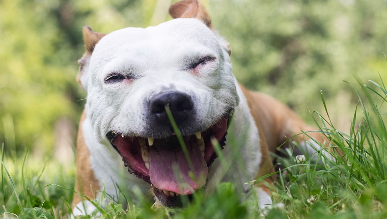 Dog lying on the grass in the park and coughs