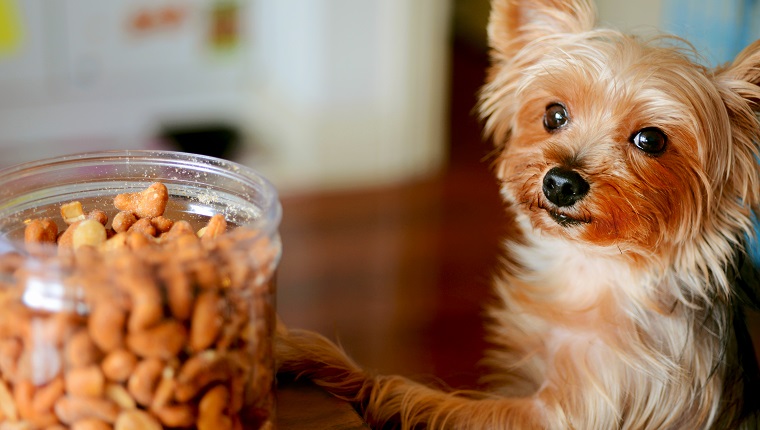 """Can I have some?"" - Yorkie found an open can of cashew nuts "