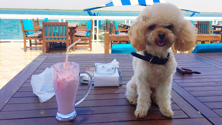 Close-Up Of Dog On Table