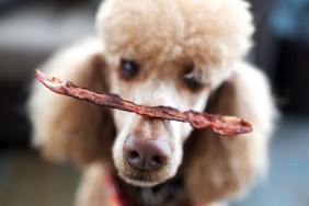 Standard Poodle balancing a piece of bacon on his nose.