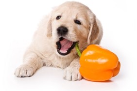 Puppy golden retriever dog (isolated on white)