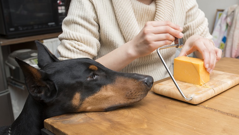 A woman cutting a cheese and a Doberman staring at it