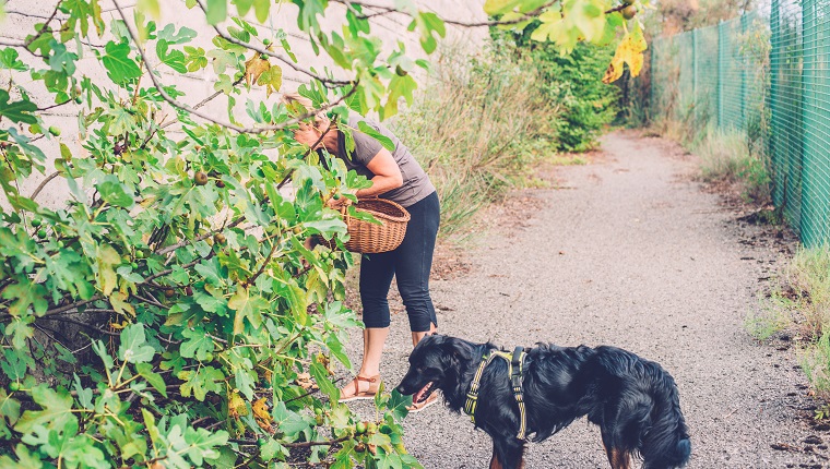 Senior Caucasian woman with short hair picking figs in August, Italy. Nikon D850.