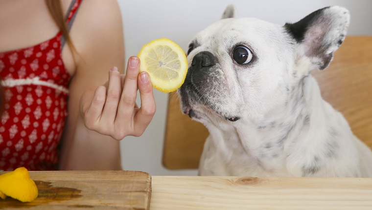 Portrait of French Bulldog smelling lemon slice