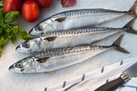 Fresh mackerels