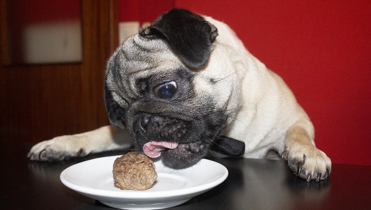 Funny and cute pug dog with bow tie tried to eat a meatball