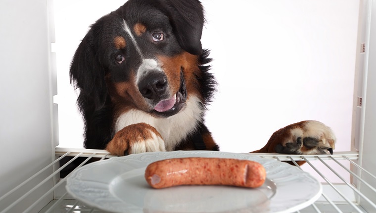 Bernese mountain dog looking sausage.