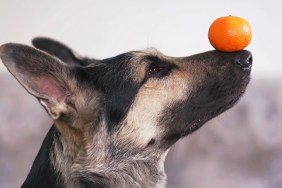 The portrait of a young East European Shepherd dog posing indoors holding an orange tangerine on its nose