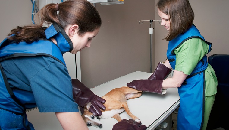 A female veterinarian and her assistant prepare to give a small dog an X-ray.