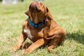 Dogue de Bordeaux (French Mastiff) puppy trying to get rid off fleas.