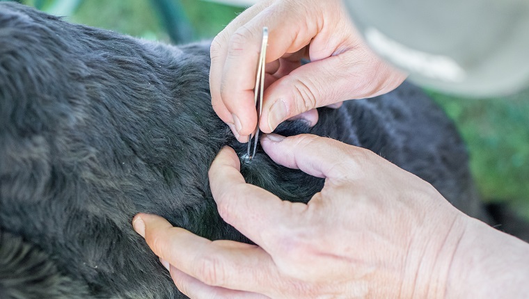 A tick is removed from a dog with black fur by a man with tweezers, Germany