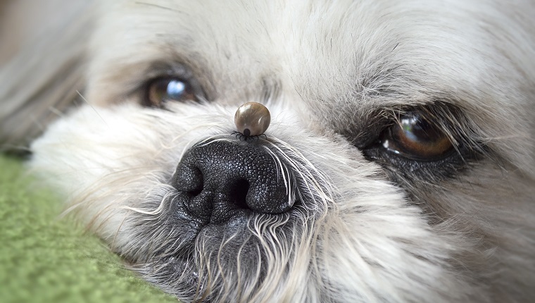 BIG Tick on a Shihtzu dog skin