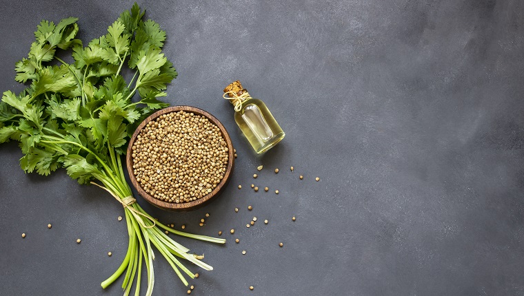 Glass bottle of coriander essential oil with coriander powder and fresh cilantro leaves on rustic table, aromatherapy massage oil concept ( coriandrum sativum )