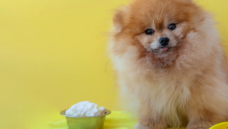 A small Pomeranian dog is sitting on a litter next to a bowl of cottage cheese, the muzzle is stained with cottage cheese close-up.