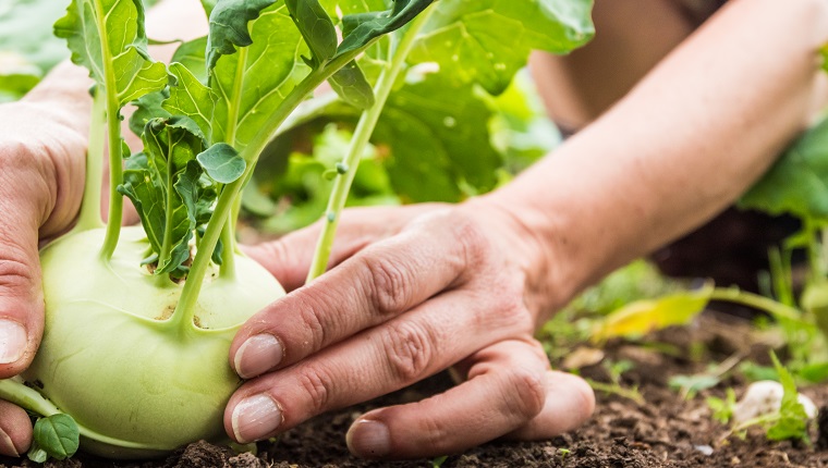 Close Up Woman Hands Gathering Kohlrabi