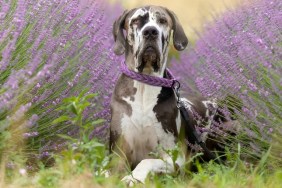 boarhound in lavender field, germany, front view