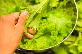 fresh organic curly mustard greens on counter