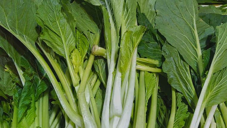 The pile of mustard greens in the traditional market of Karawang, Indonesia, is also a type of vegetable that is famous in Indonesia.