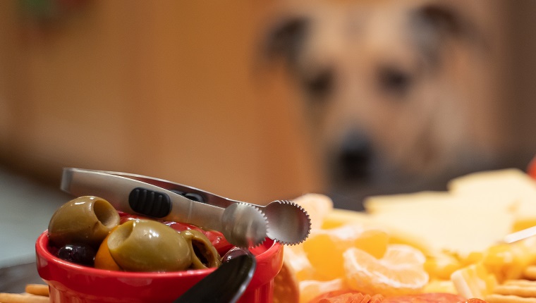 Dogs eyeballing the appetizers on the table