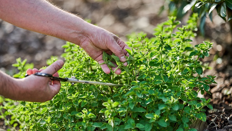 Oregano plant in mulched backyard. Harvesting and at same time pruning back oregano in order to not let it flower. Using scissors.