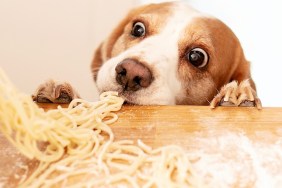 Cute beagle dog trying to steal homemade pasta from the kitchen countertop.