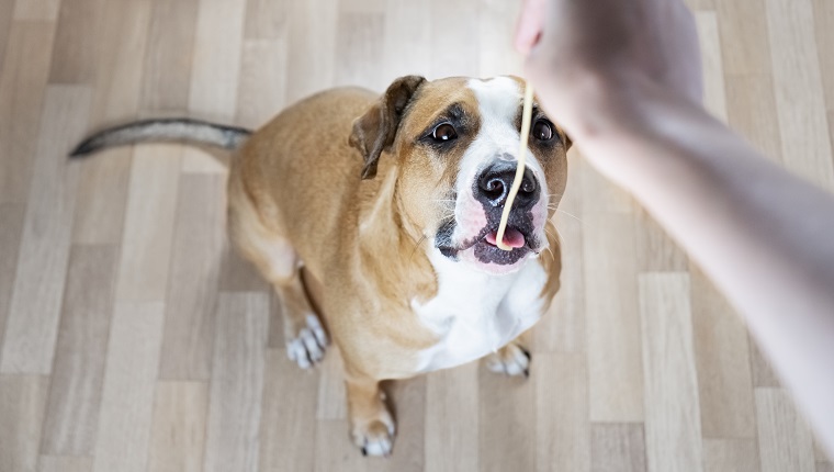 Giving human food (pasta) to a staffordshire terrier dog, person's point of view