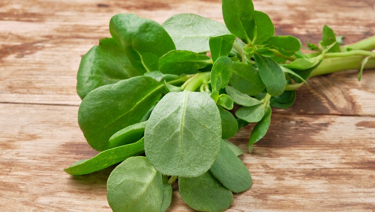 Portulaca oleracea or common purslane, also known as duckweed, little hogweed, or pursley. Bunch of a common purslane at weathered wooden table. Nutritious herb throughout human history on the planet.