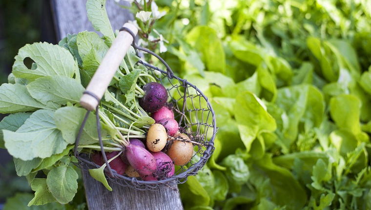 Deutschland - Hamburg - Altes Land - Gemüse aus dem Hochbeet , bunte Radieschen im Metallkorb, Rucola, Kopfsalat, Selbstversorger Garten