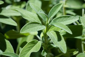 Sage Plant